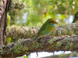 Blue-throated Motmot